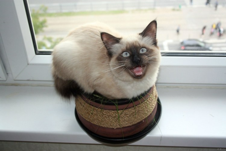 Кот и зубочистки в горшке