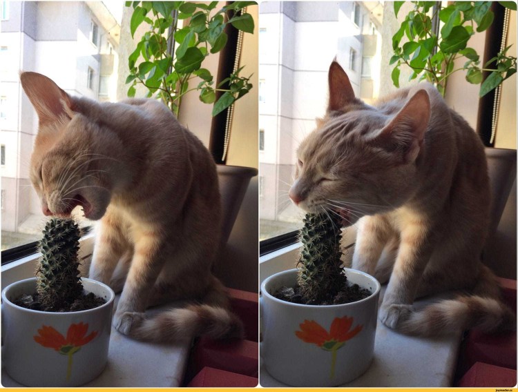 Домашние котики и цветочные горшки