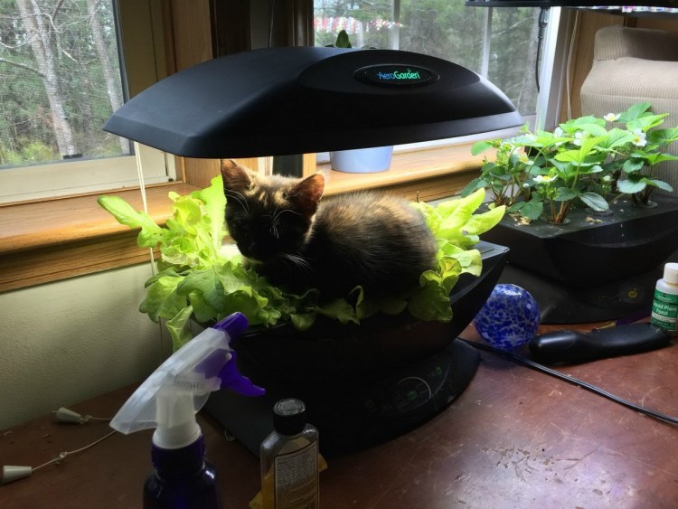 Рассада и коты смешные