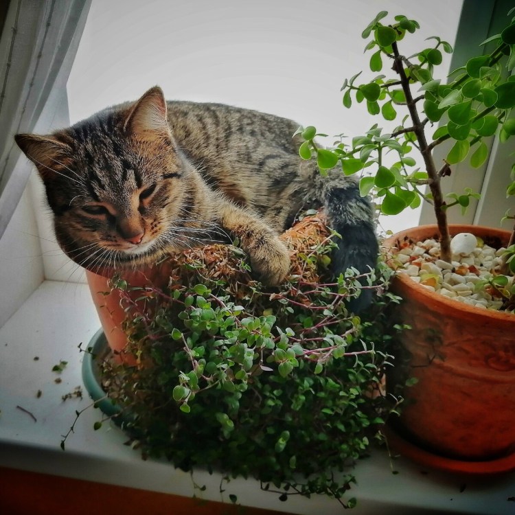 Кошки и растения