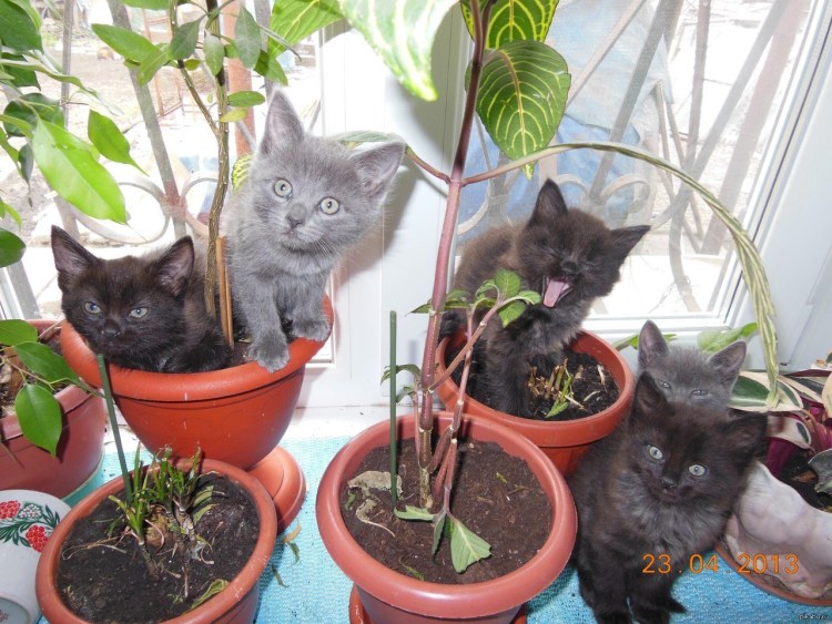 Коты в горшках с рассадой