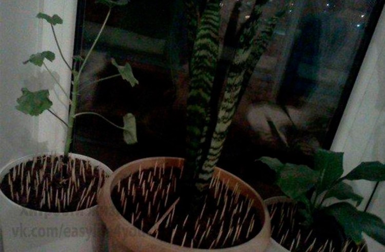 Зубочистки в горшке с цветами