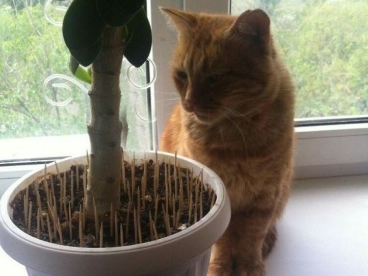 Зубочистки в цветах от кошек