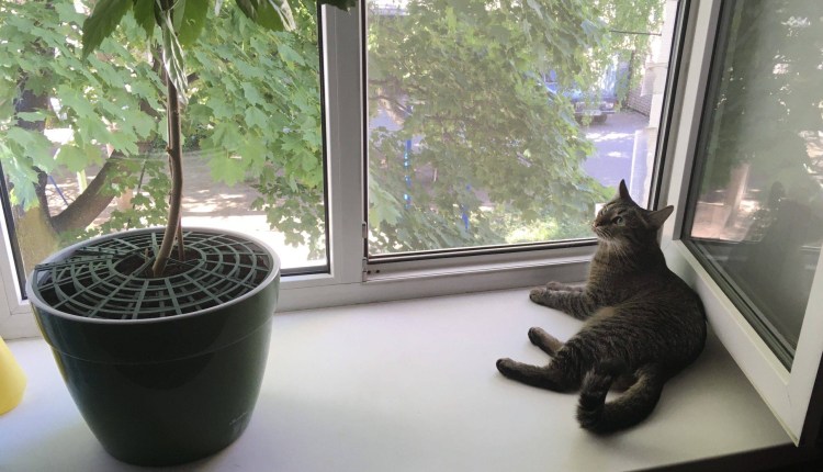 Защита цветов в горшках от кошек