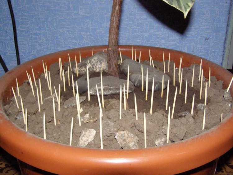 Зубочистки в горшке с цветами