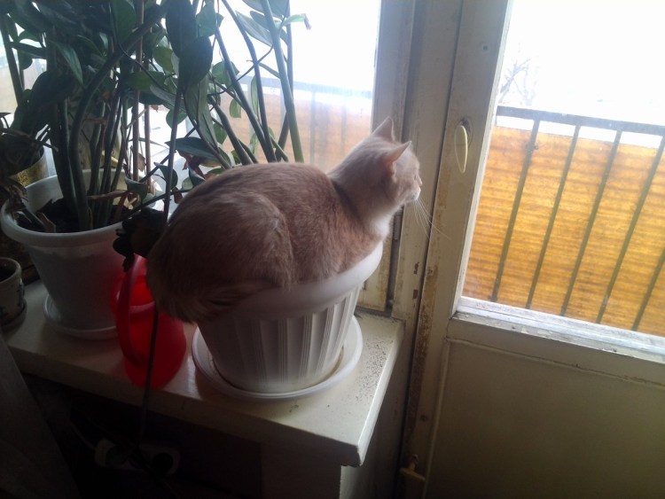 Защита цветов от кошек