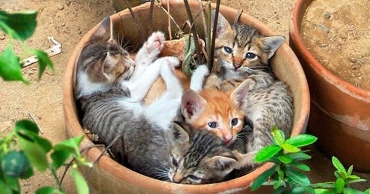 Кот в цветочном горшке