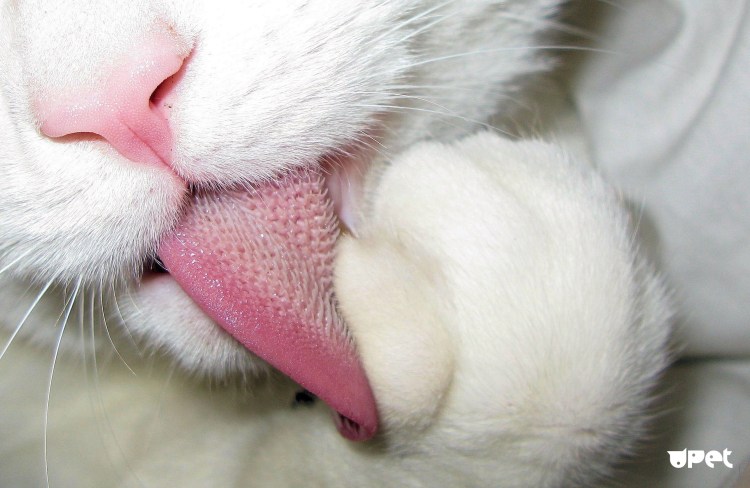 Язык кошки Макросъемка