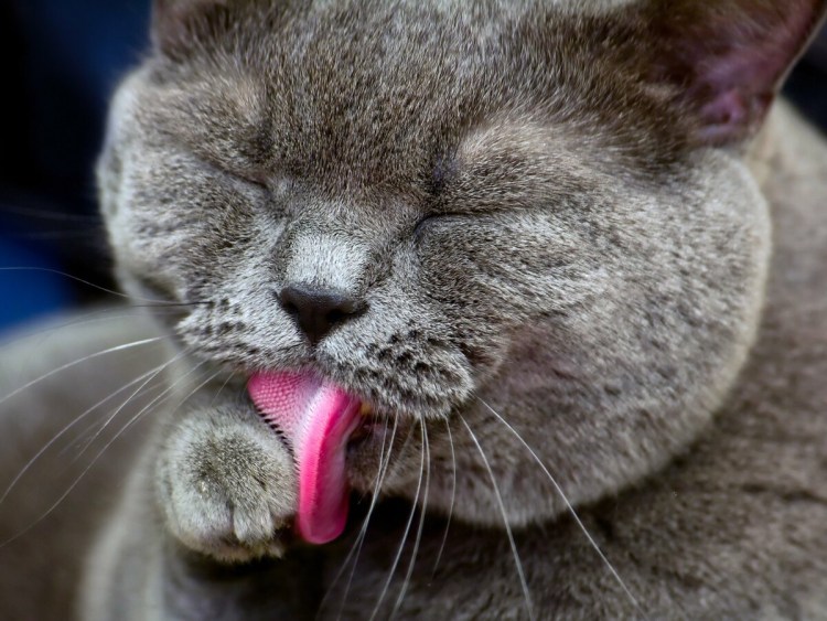 Язык кошки крупным планом