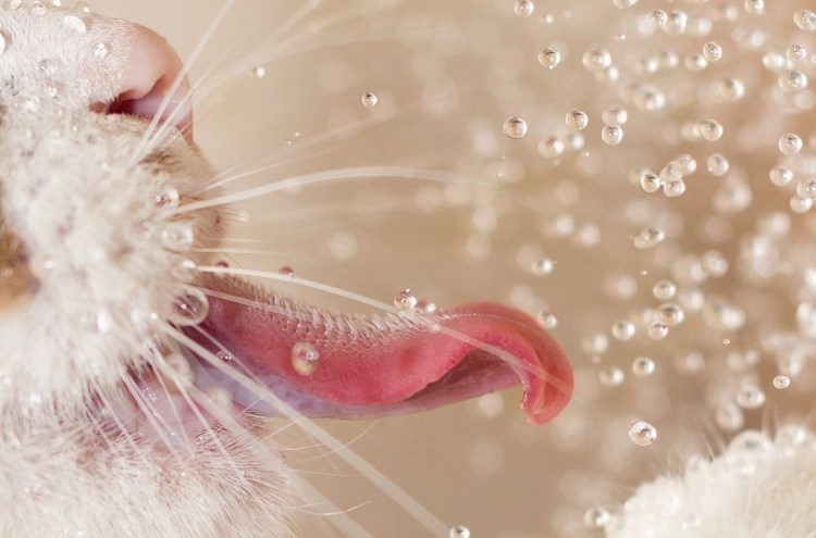 Как выучить кошачий язык