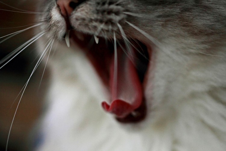 Смешной кот с языком