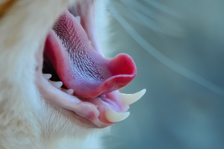 Язык кошки под микроскопом