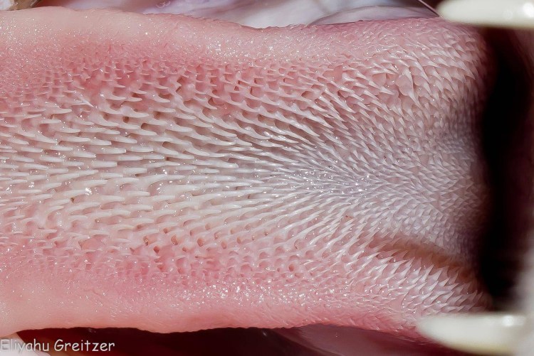 Кошачий язык под микроскопом