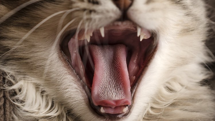 Классные котики