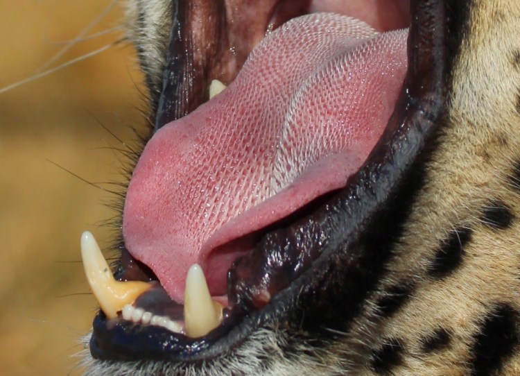 Язык кошки крупным планом