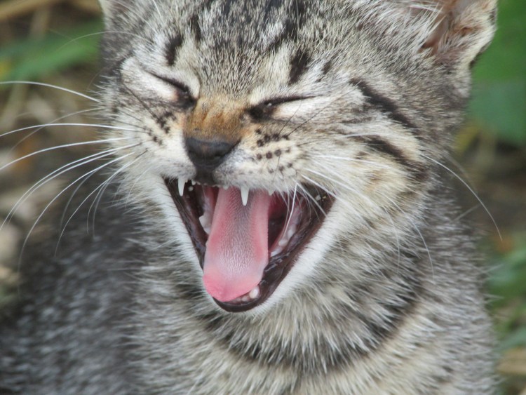 Вибриссы у кошек