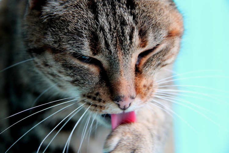 Кошачья мордочка с язычко