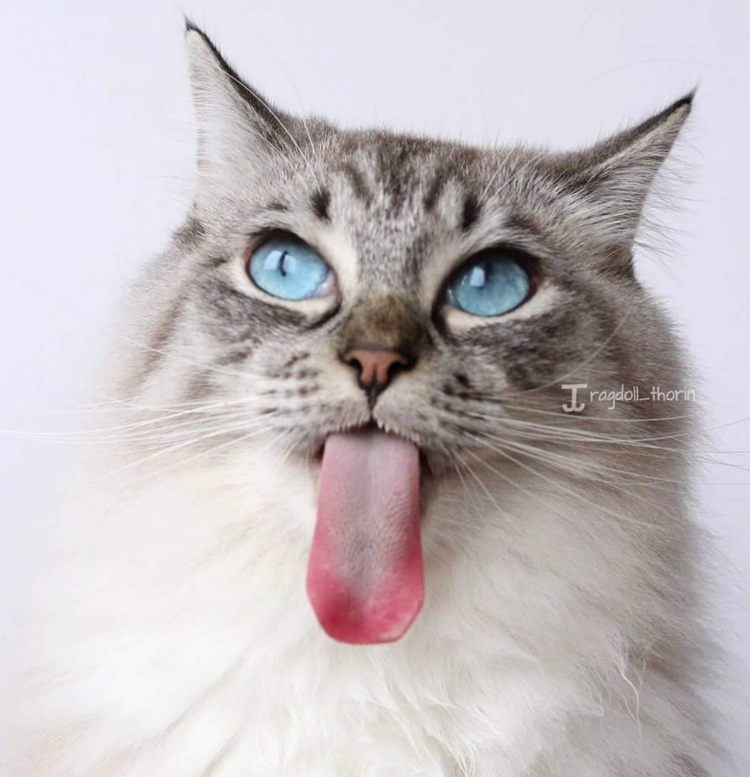 Котенок с высунутым языком