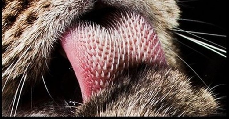 Как изучить кошачий язык