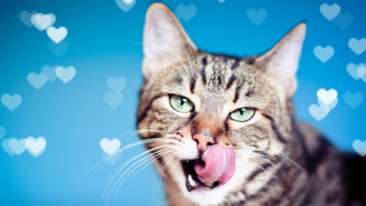 Зевающие животные