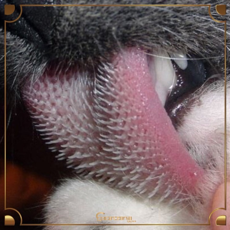 Довольная морда кота