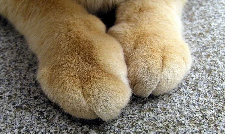 Лапки кошки