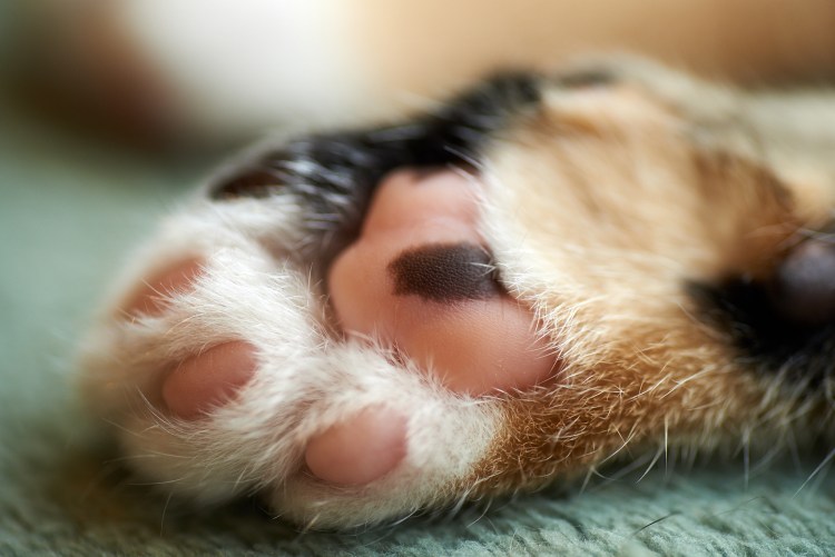 Кошачья лапка