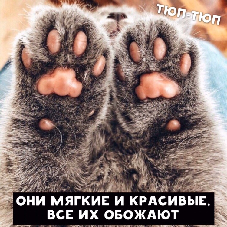Пушистые лапки