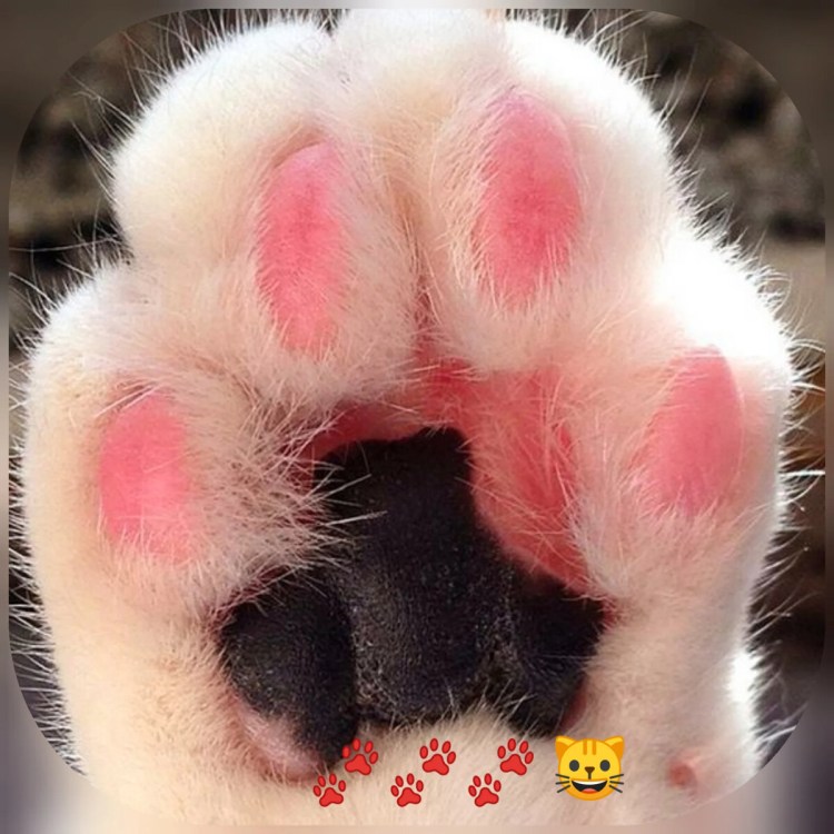 Лапка котика