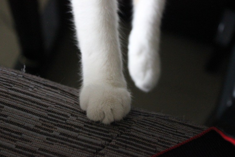 Лапка кота