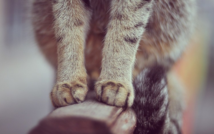 Лапки котейки