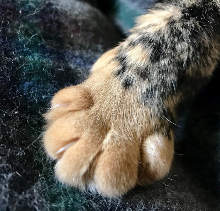 Лапа котенка