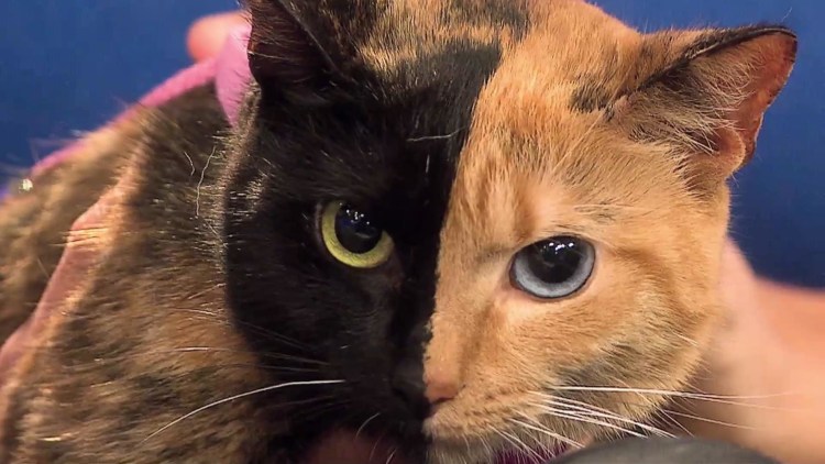 Химера Венера