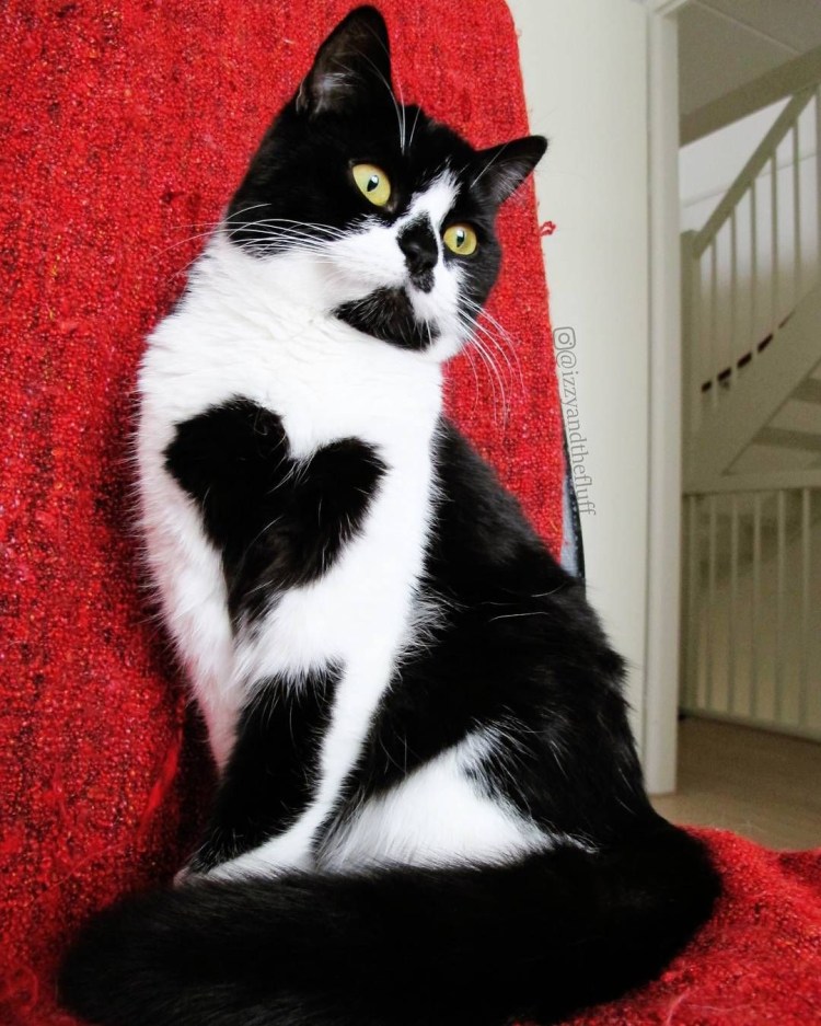 Породы двухцветных кошек