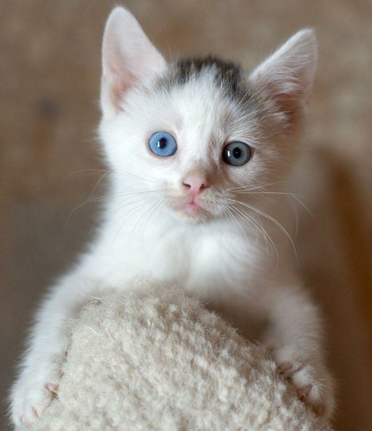 Гетерохромия у котят