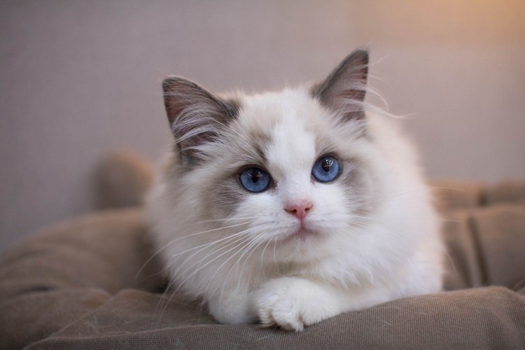 Рэгдолл Блю биколор