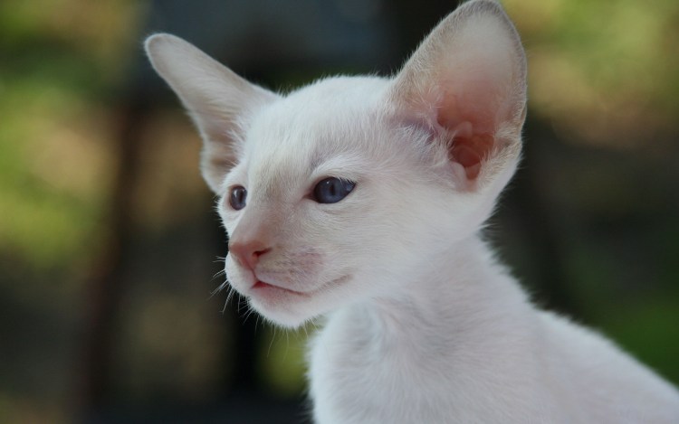 Абиссинская кошка альбинос