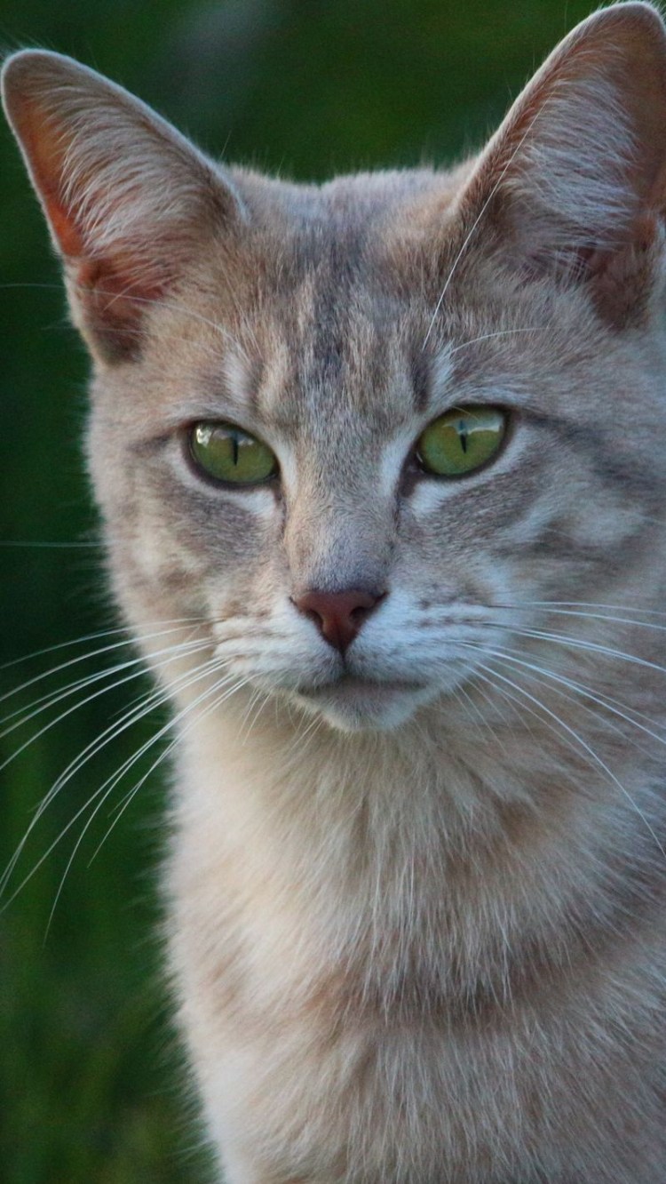 Кошка с узкими глазами