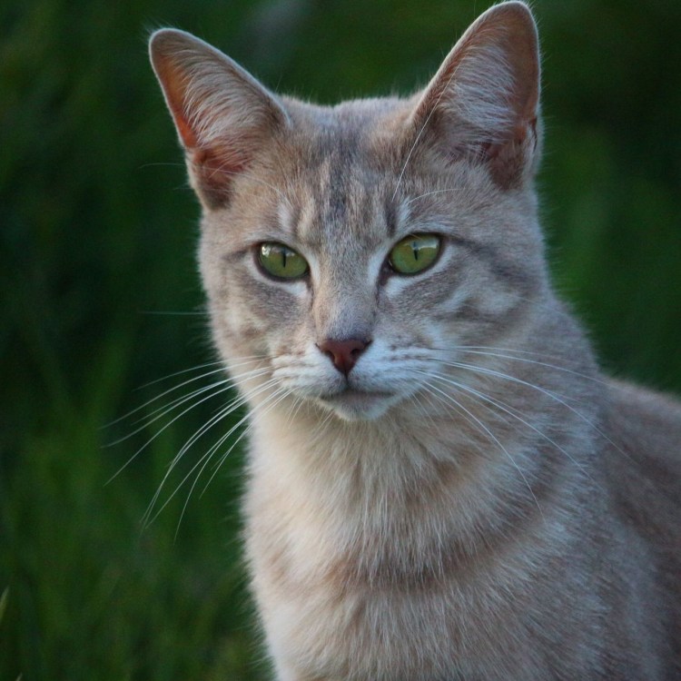 Кошки с вытянутыми мордами