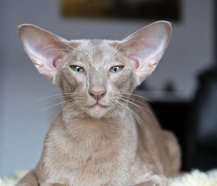 Ориентальная кошка (Ориентал)