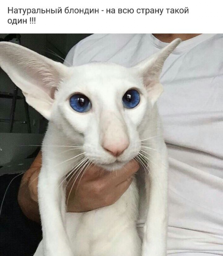 Коты ориенталы грузины