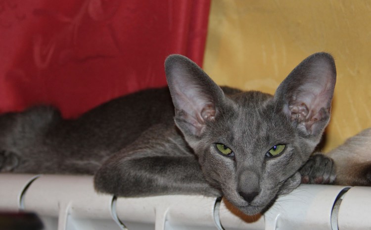 Ориентальная кошка серая