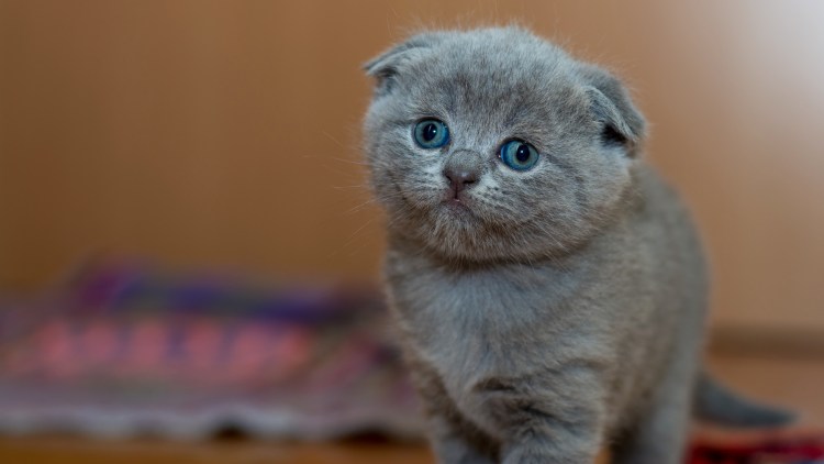 Шотландская вислоухая кошка