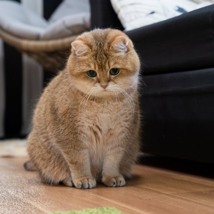 Скоттиш страйт Золотая шиншилла