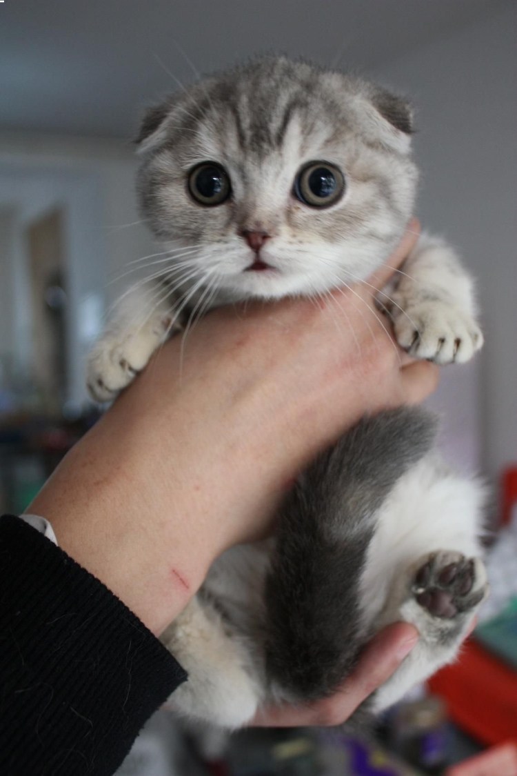 Милые Шотландские вислоухие кошки