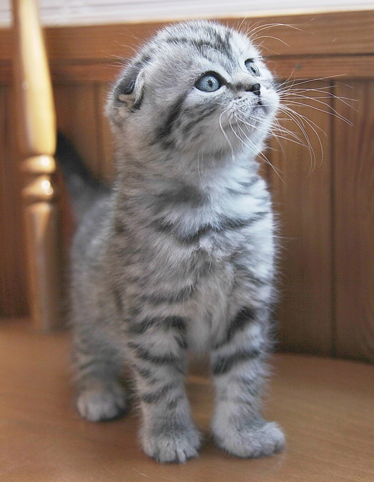 Шотландская вислоухая кошка