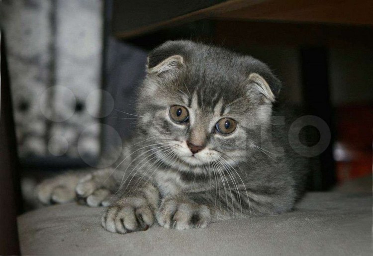 Шотландский вислоухий кот Барсик