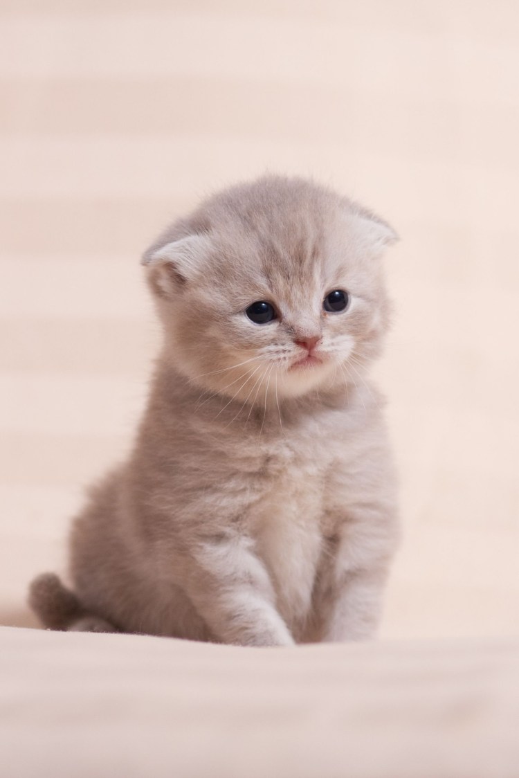 Котята скоттиш фолд вислоухие