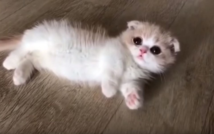 Манчкин кот вислоухий белый