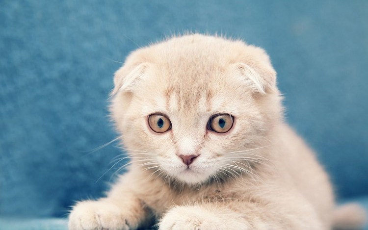 Скоттиш фолд